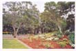 sydney royal-botanical-gardens (2)