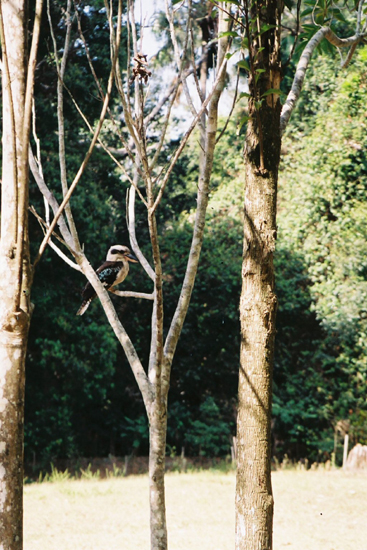 kookaburra(1)