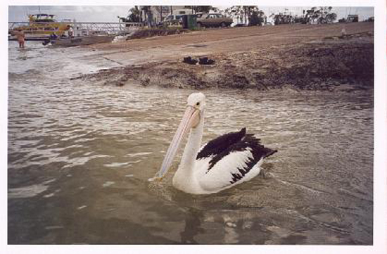 pelican