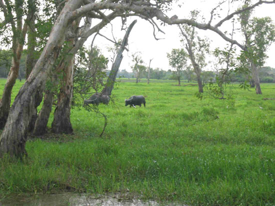 buffles- buffalo (1)