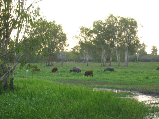 buffles- buffalo 