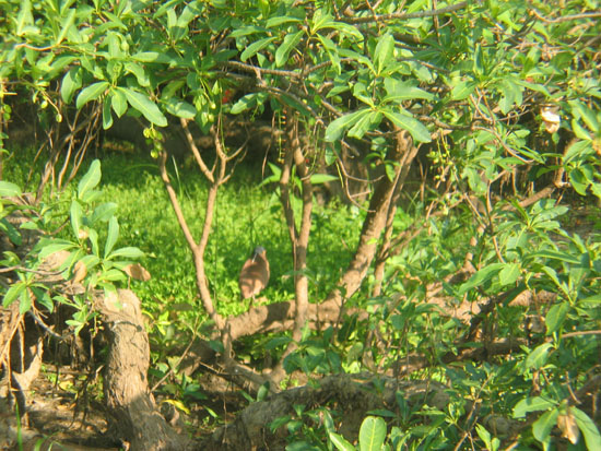 heron - striated heron