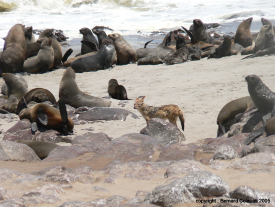 Cape Cross - Namibie - otaries a fourrure (2)