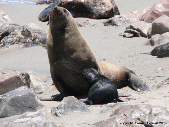 Cape Cross - Namibie - otaries a fourrure (21)