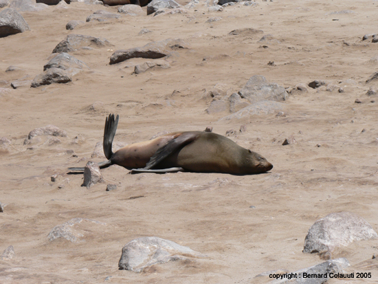Cape Cross - Namibie - otaries a fourrure (9)