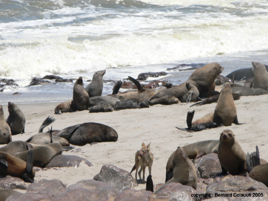 Cape Cross - Namibie - otaries a fourrure