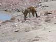 Cape Cross - Namibie - otaries a fourrure (16)