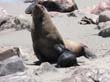Cape Cross - Namibie - otaries a fourrure (21)