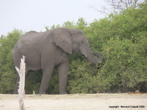 Mudumu National Park - elephant (1)