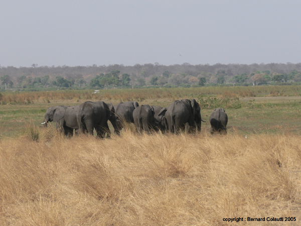 Mudumu National Park - elephant