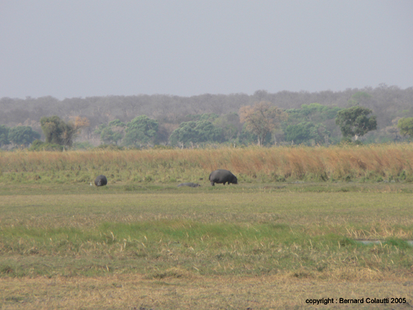 Mudumu National Park - hippos (2)