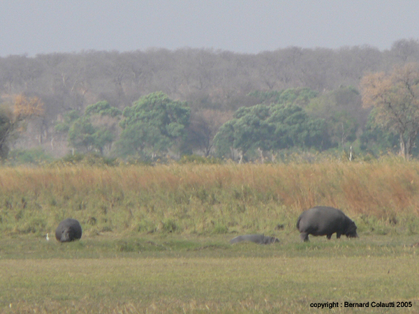 Mudumu National Park - hippos