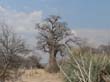 Mudumu National Park - baobab (1)