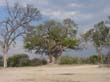 Mudumu National Park - baobab