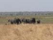 Mudumu National Park - elephant
