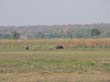 Mudumu National Park - hippos (2)