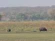 Mudumu National Park - hippos