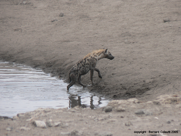 hyene (2)