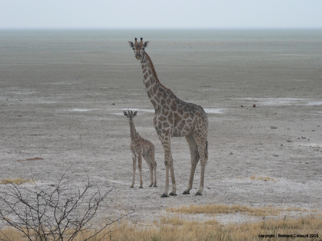 Etosha (1)