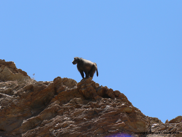 Namib7 - babouin