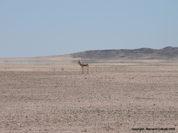 Namib9 - springbok