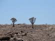 Namib7 - arbre a carquois
