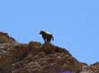 Namib7 - babouin
