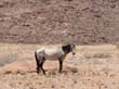 Namib7 - cheval