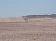 Namib9 - springbok